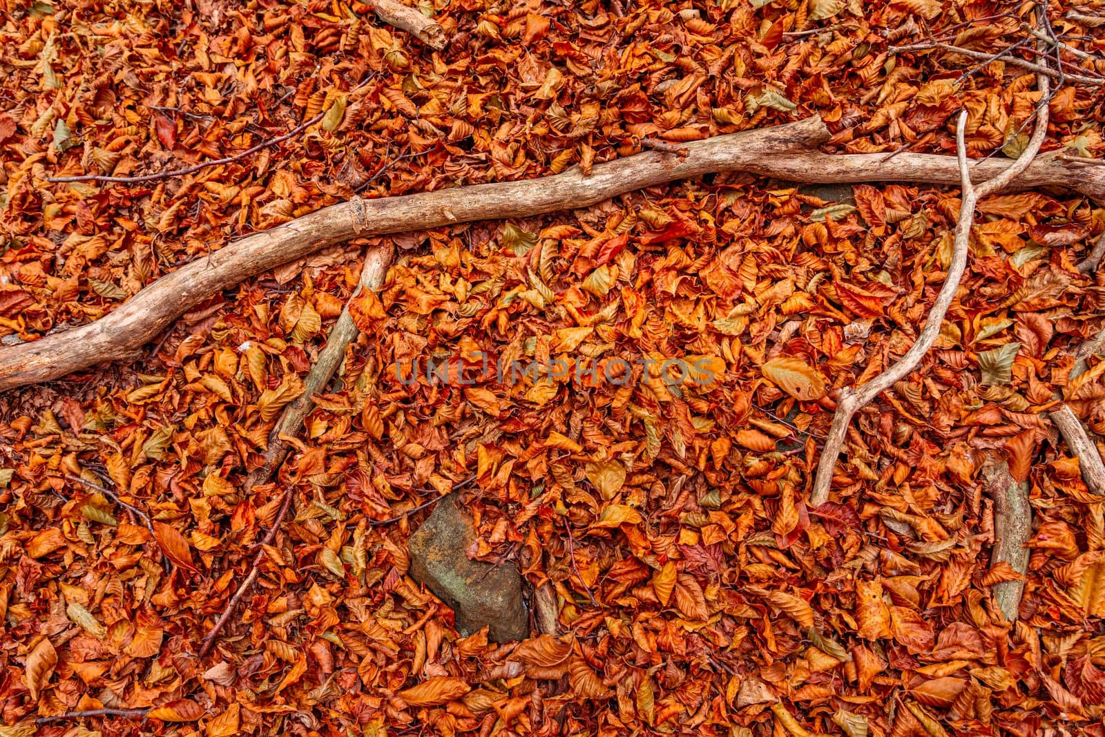 Close up of red leaves in autumn at Colle del Melogno in Liguria, Italy. Foliage.