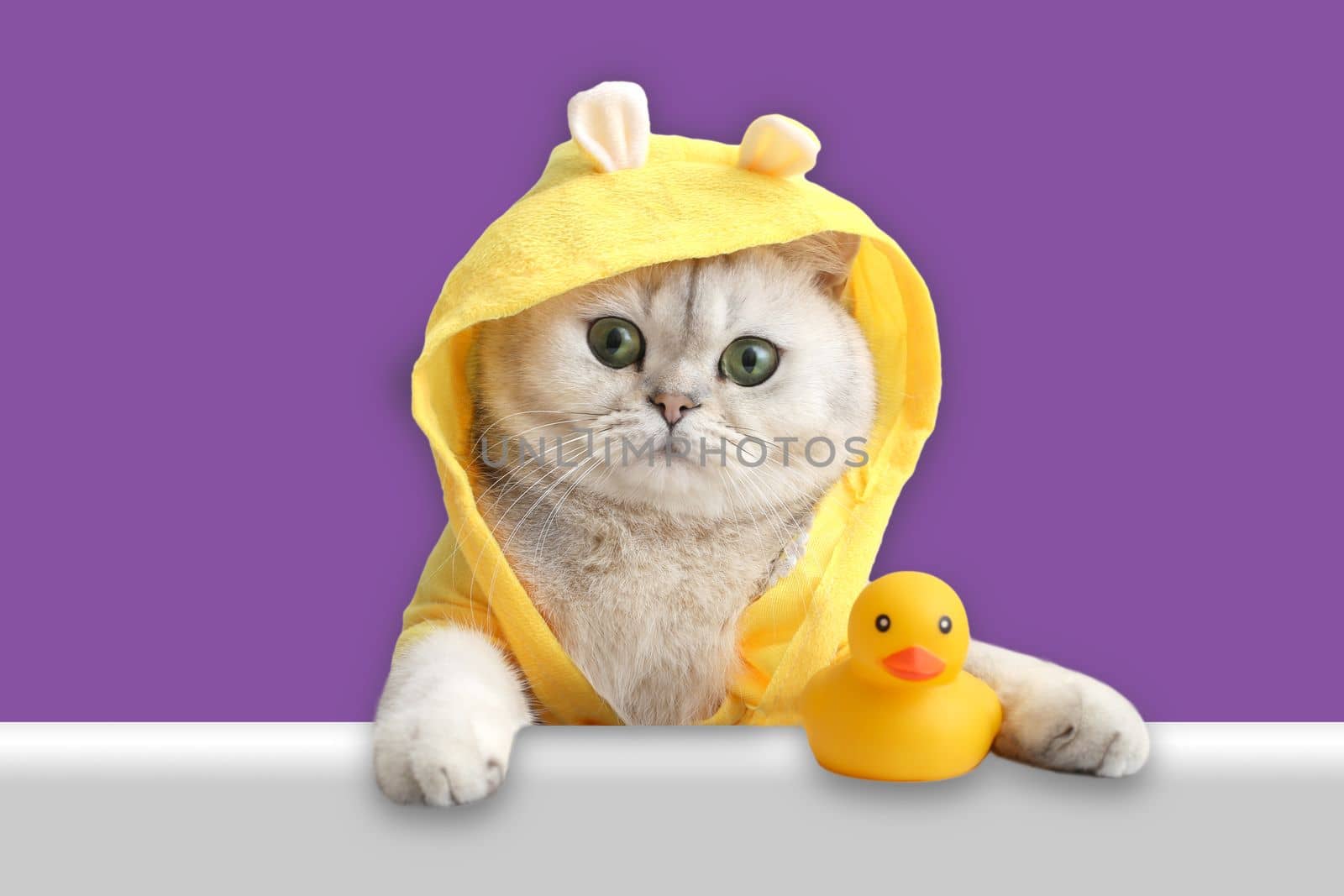 Funny white cat in a yellow coat, looks out of the shell with a yellow rubber duck on a purple background. Close-up. copy space