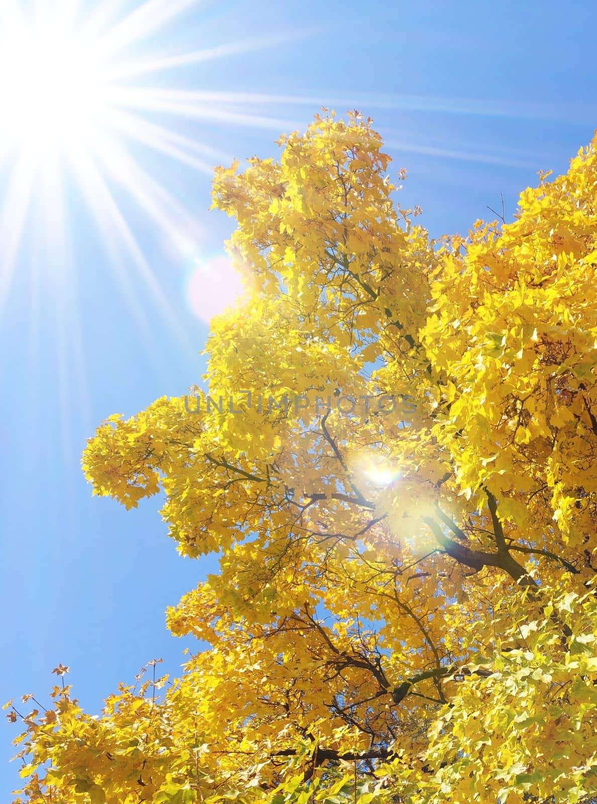 Autumn foliage with yellow leaves and sun rays. High quality photo