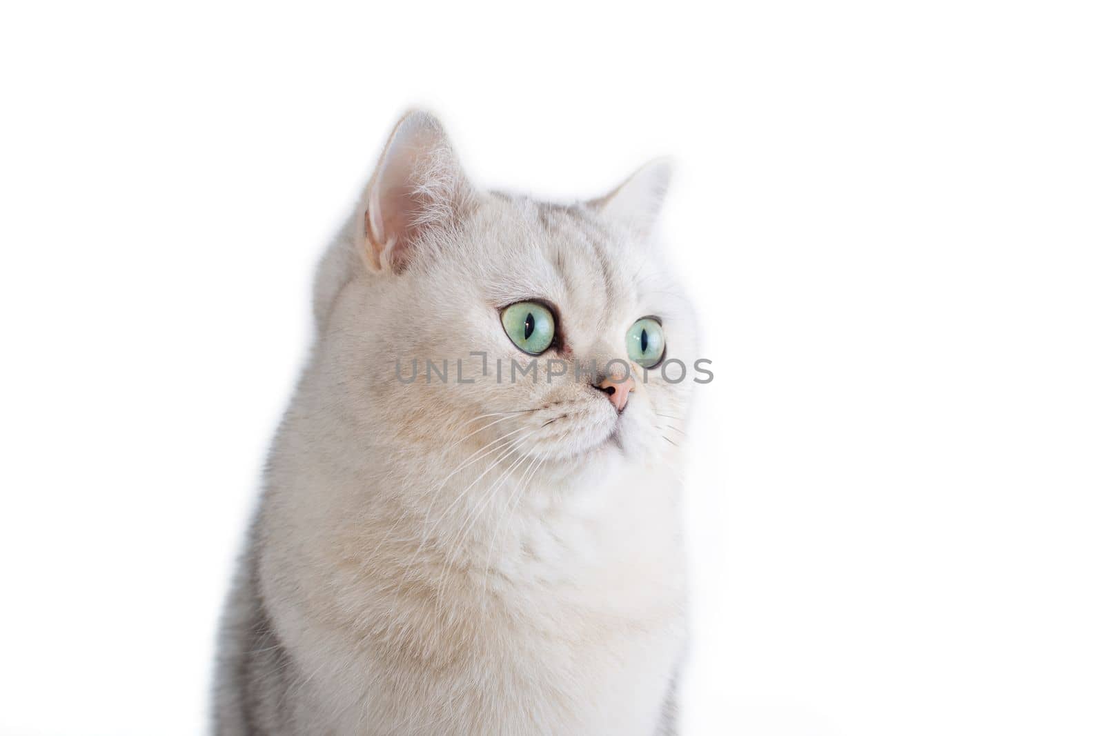 a white British cat with green eyes on a isolated white background looks to the side. copy space