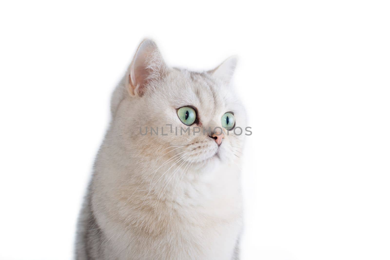 a white British cat with green eyes on a isolated white background looks to the side. copy space