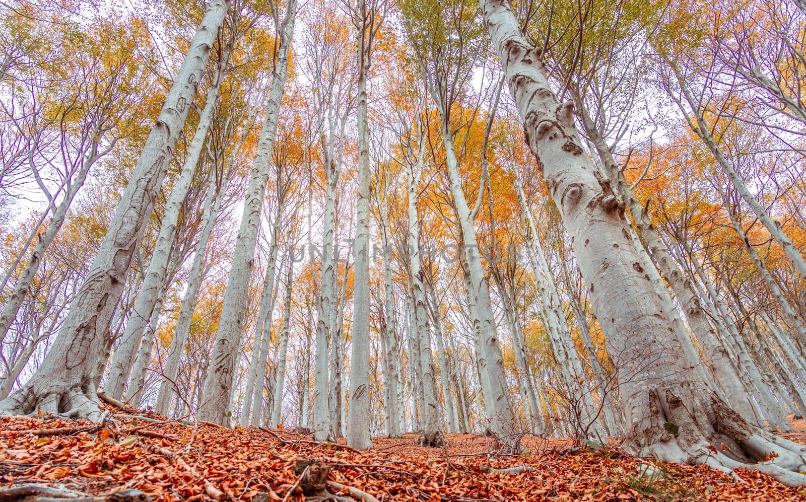 Red forest in autumn at Colle del Melogno in Liguria, Italy. Foliage.