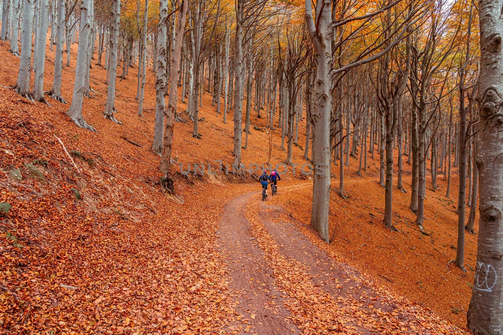 Two people cycling in a red forest in autumn at Colle del Melogno in Liguria, Italy. Foliage.