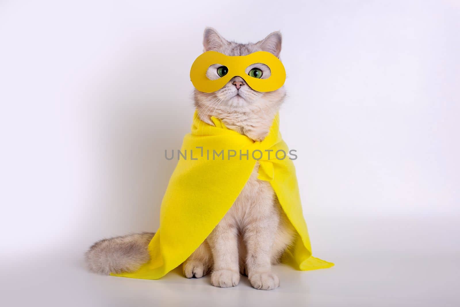 Funny white cat in a yellow superhero costume: yellow mask and cape, sits on white background, look at camera