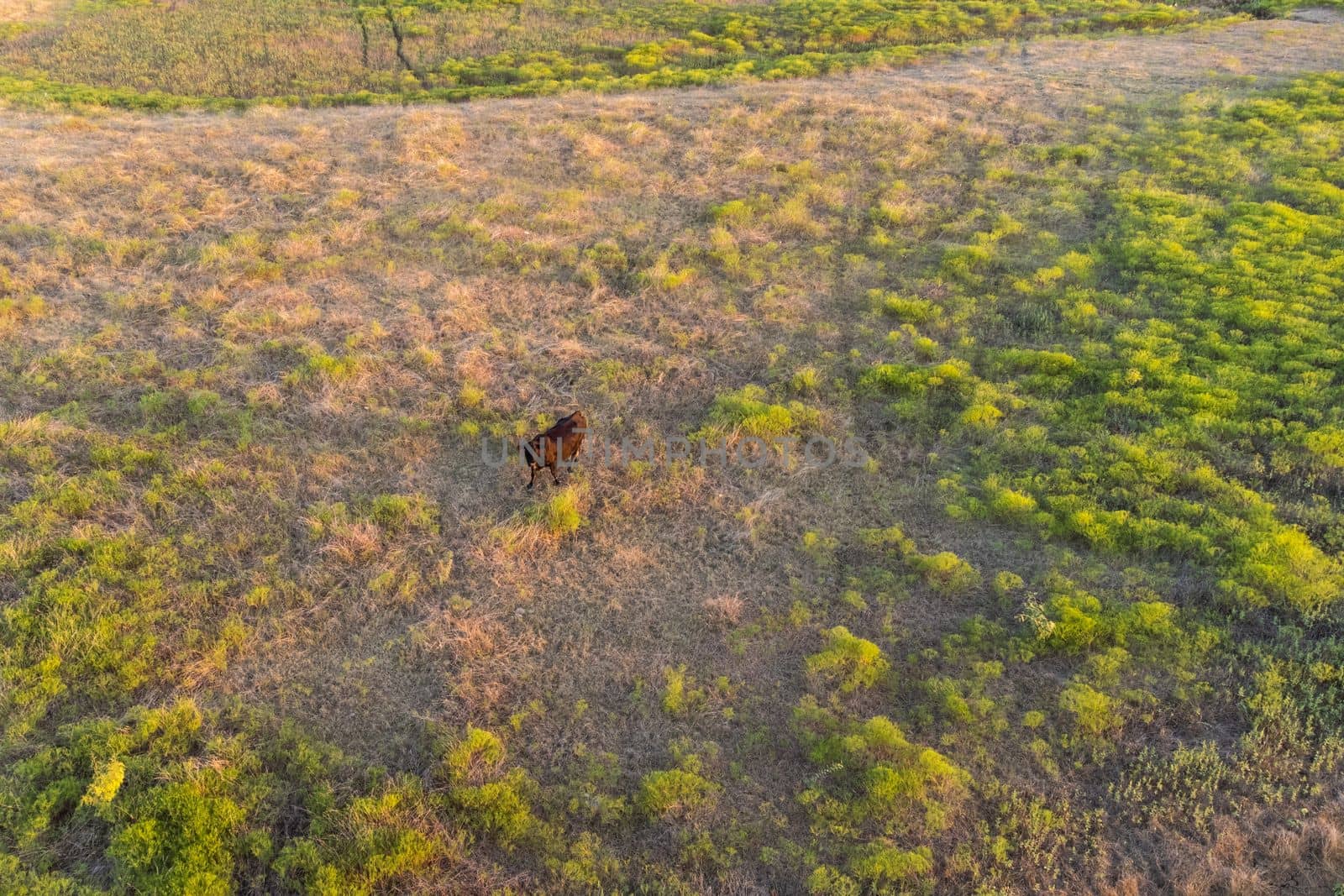 Top aerial panoramic view of landscape with trees and bushes, drought, cows in the pasture. by Khosro1