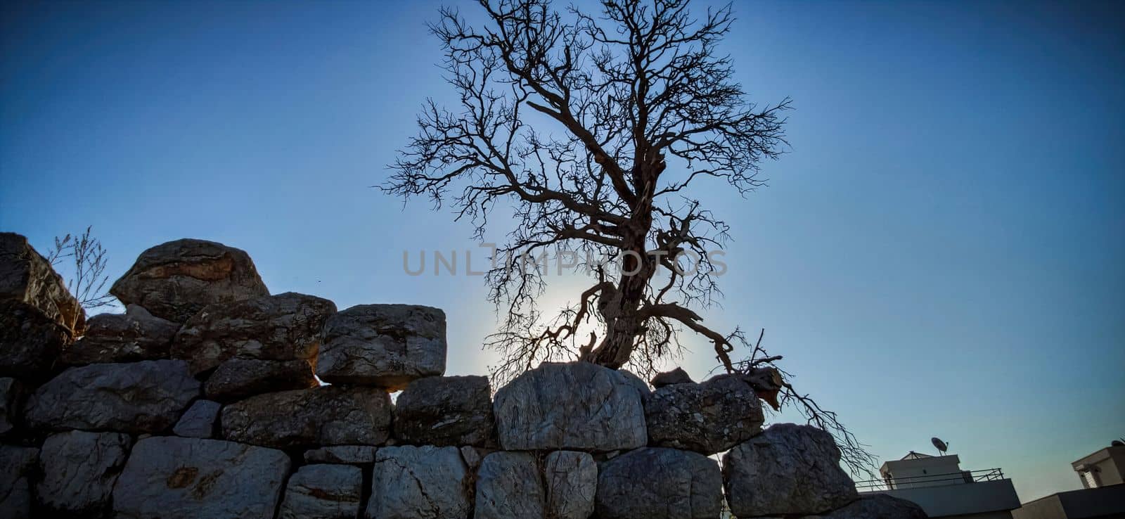 Tree branches on sky background, Tree Silhouette on the stones. download image by igor010