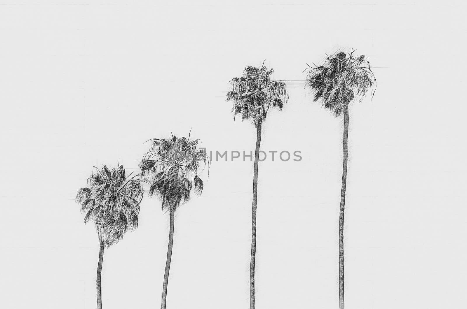 Pencil sketch of four palm trees on a white background