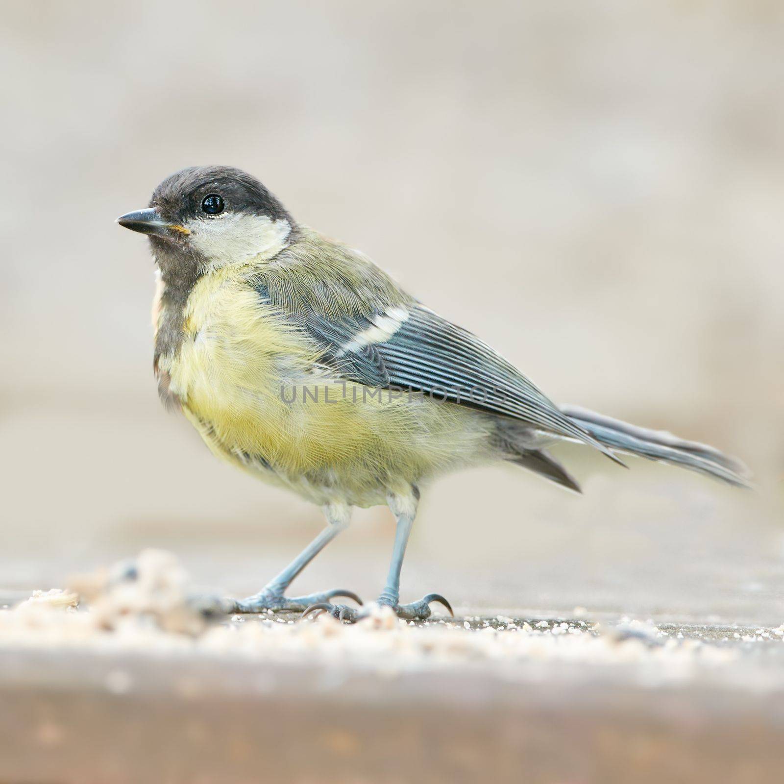 The Great Tit - Parus major. The Eurasian blue tit is a small passerine bird in the tit family Paridae. The bird is easily recognisable by its blue and yellow plumage