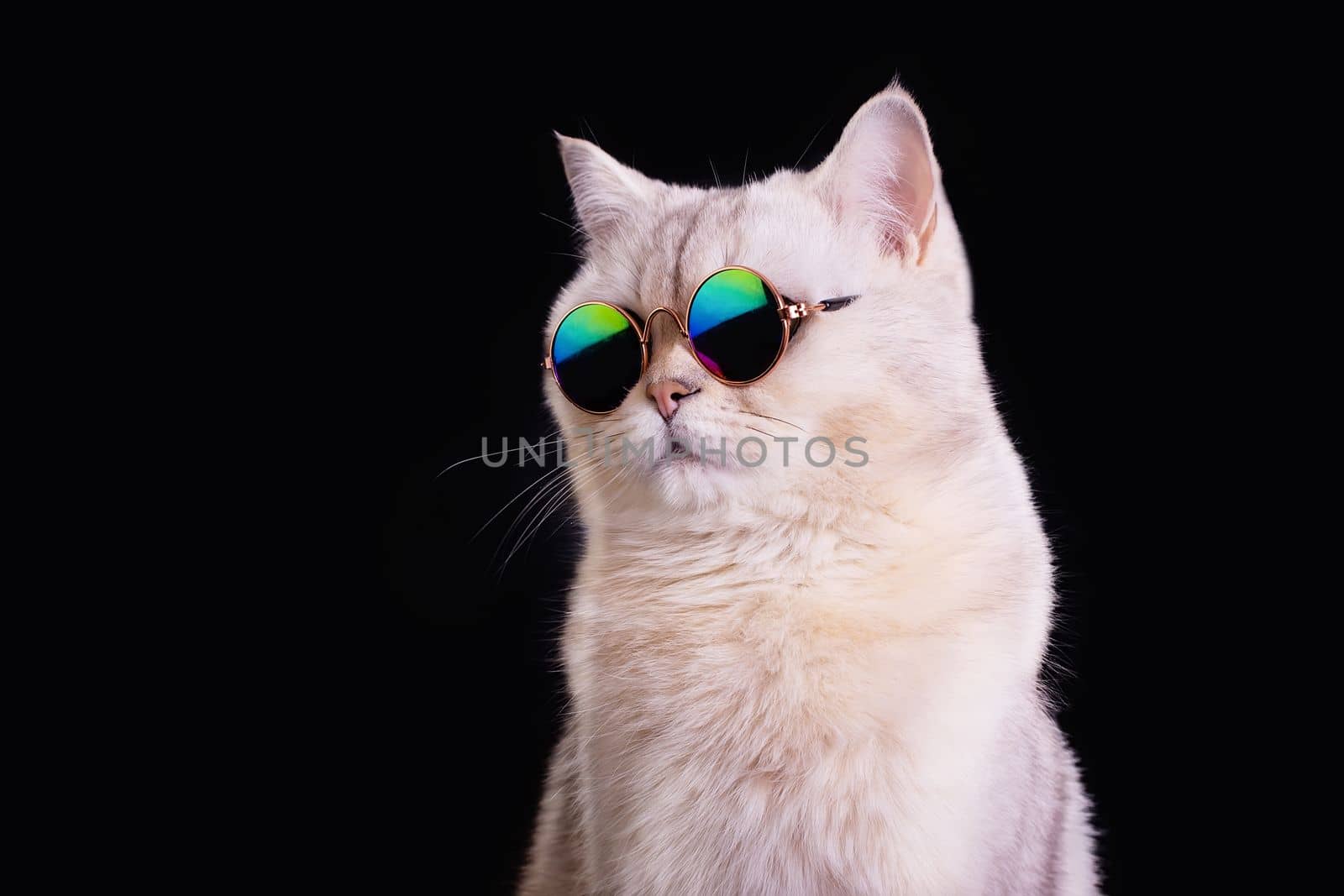 Studio portrait of a adorable white British cat in blue sunglasses on a black background, looking away. Close up. Copy space
