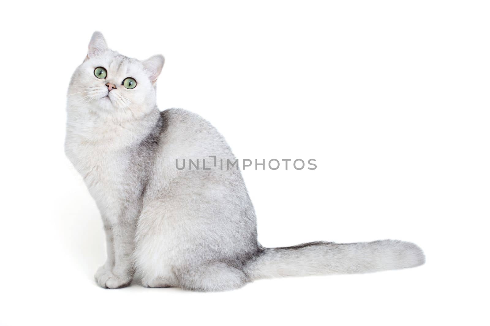Beautiful white british cat, chinchilla color, sitting isolated on white background