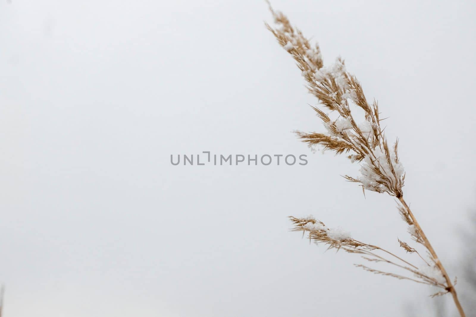 Summer dried wild glass on the white background concept frame. Copy space by kajasja