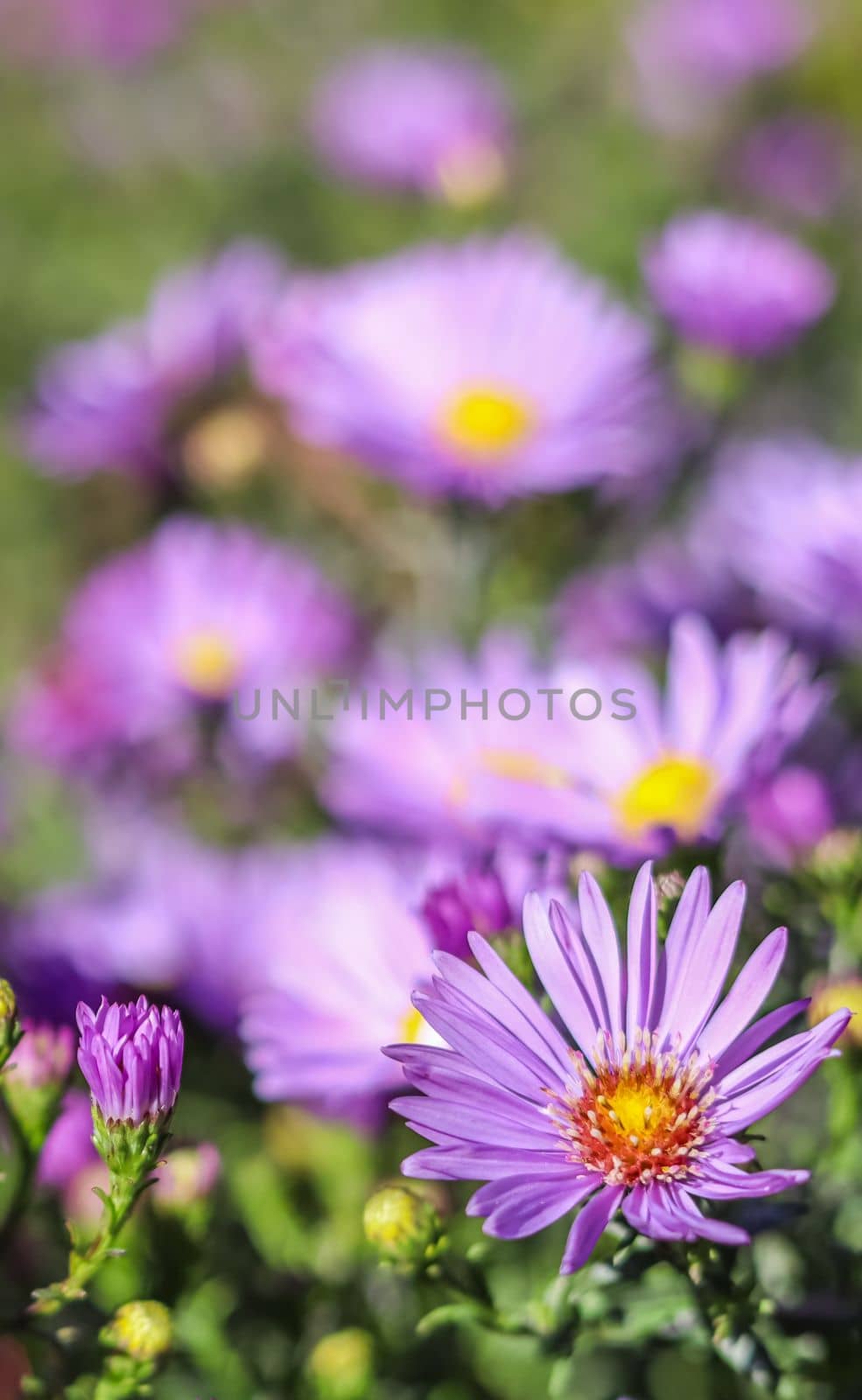 Beautiful blue flowers Sapphire Mist.Aster in autumn garden