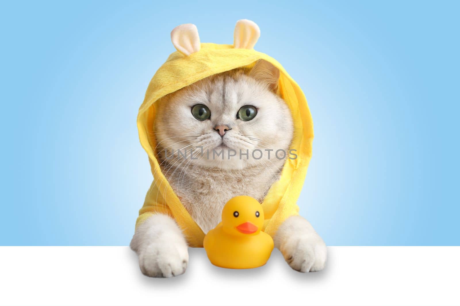 A cute white cat in a yellow coat looks out of a white shell, a yellow rubber duck stands nearby, on a light blue background. Close-up. copy space