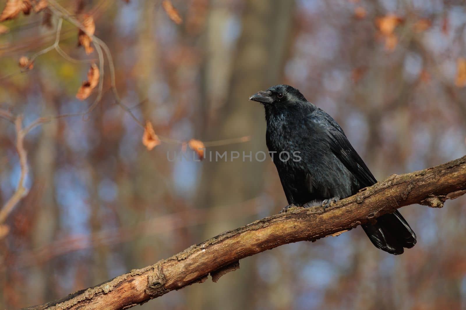 Common raven Bird, large all-black passerine bird on tree branch