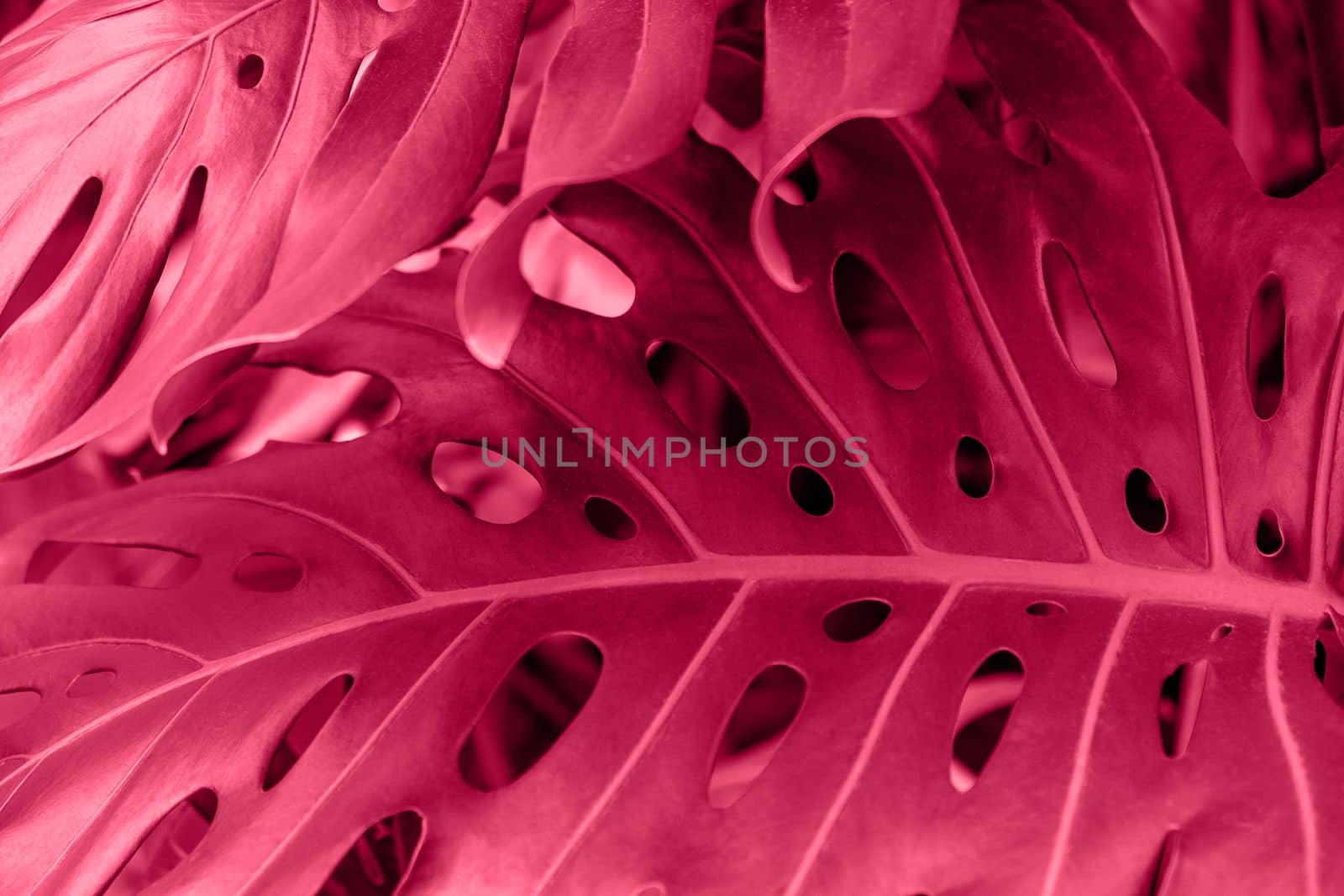 Close-up of a leaf of a tropical monstera plant. Color of year 2023 Viva magenta.. Decorative indoor plants. Selective focus.
