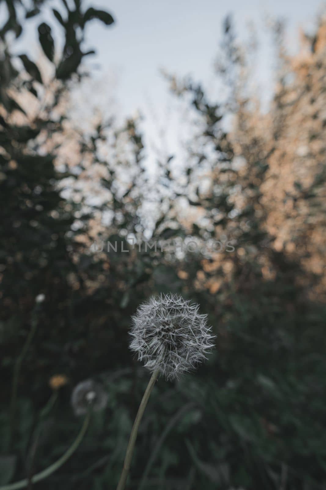 Ripe dandelion in autumn forest with blurred background vertical photo