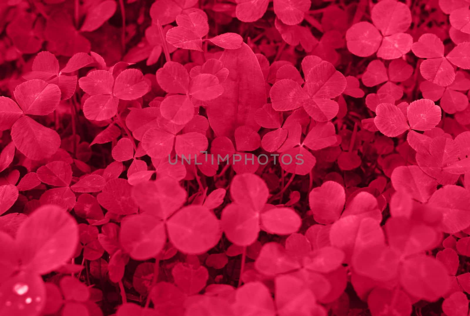 Viva Magenta toned clover backdrop. Monochrome Viva Magenta clover with dew drops background. Trendy color 2023.