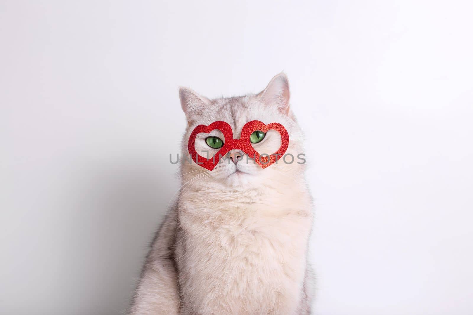 Portrait of a cute white cat in a red mask in the form of hearts. Close up. Copy space