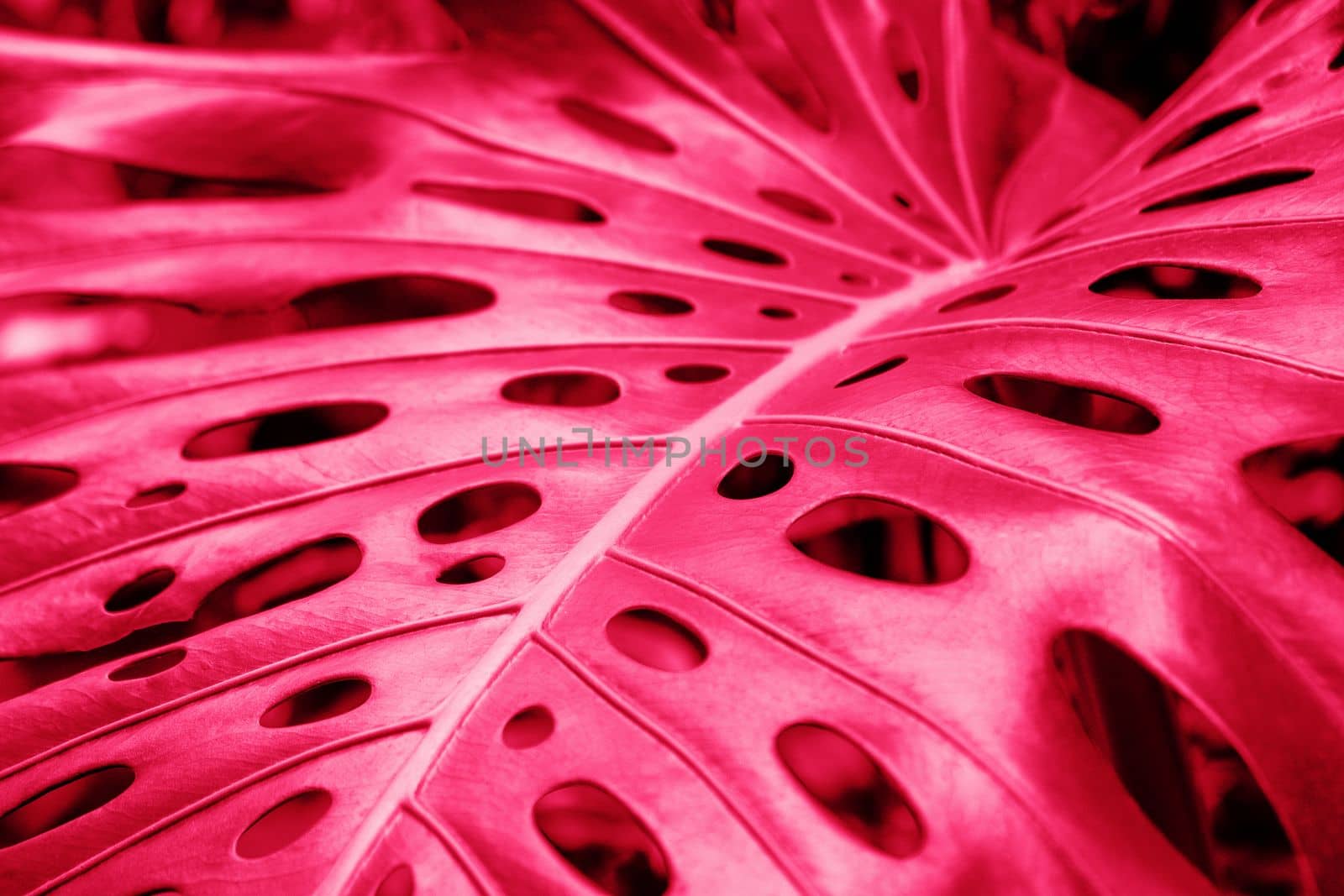 Close-up of a leaf of a tropical monstera plant. Color of year 2023 Viva magenta.. Decorative indoor plants. Selective focus.