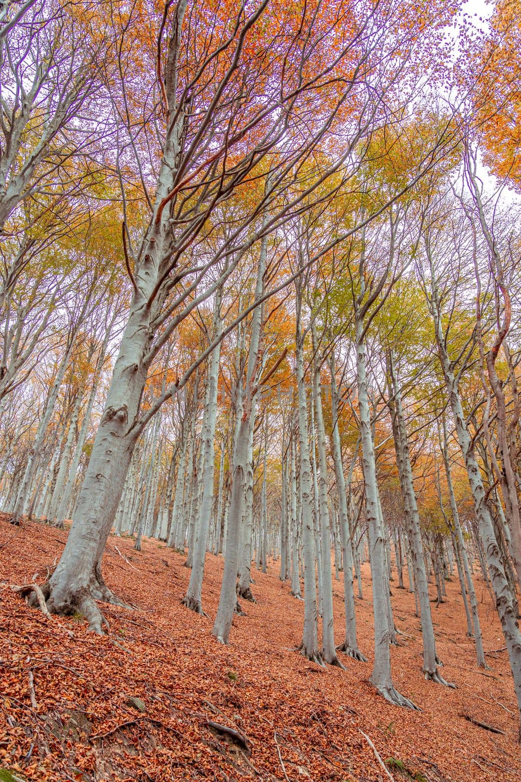 Red forest in autumn at Colle del Melogno in Liguria, Italy. Foliage.