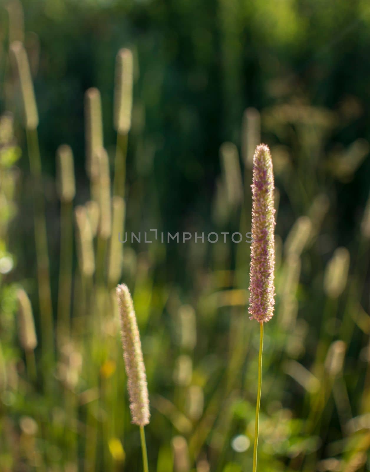 Flowers of plantain in early morning sun. Seeds In Bokeh. High quality photo