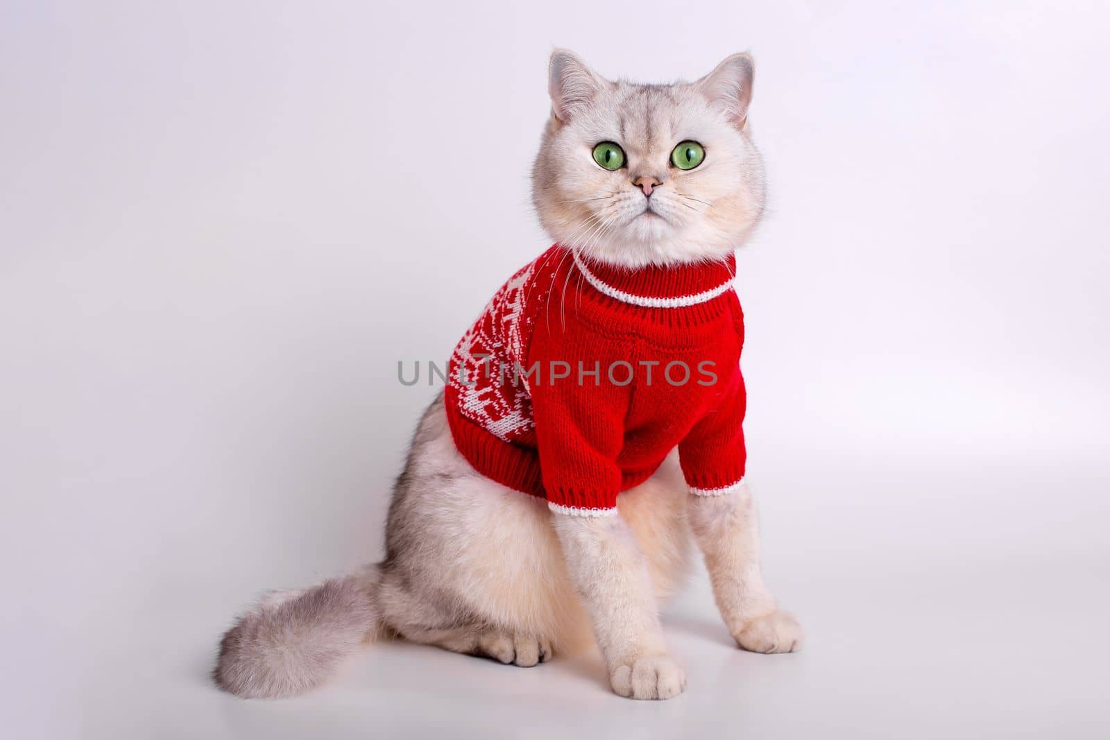 adorable white cat in a red sweater, sitting on a white background, looking at camera. Close up. Copy space
