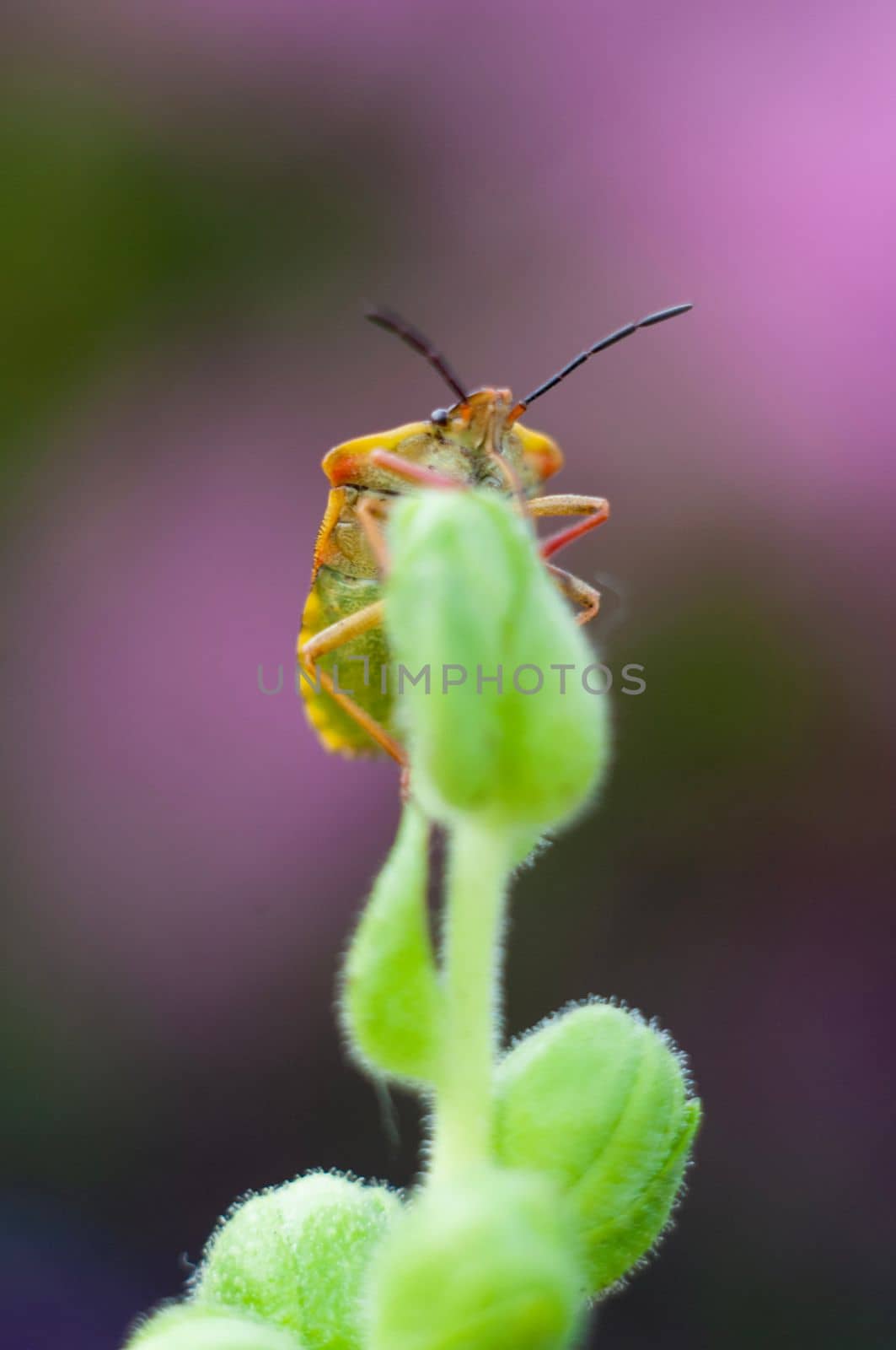 macro beautiful bug sits on a snapdragon flower macro photography of insects in nature. High quality photo
