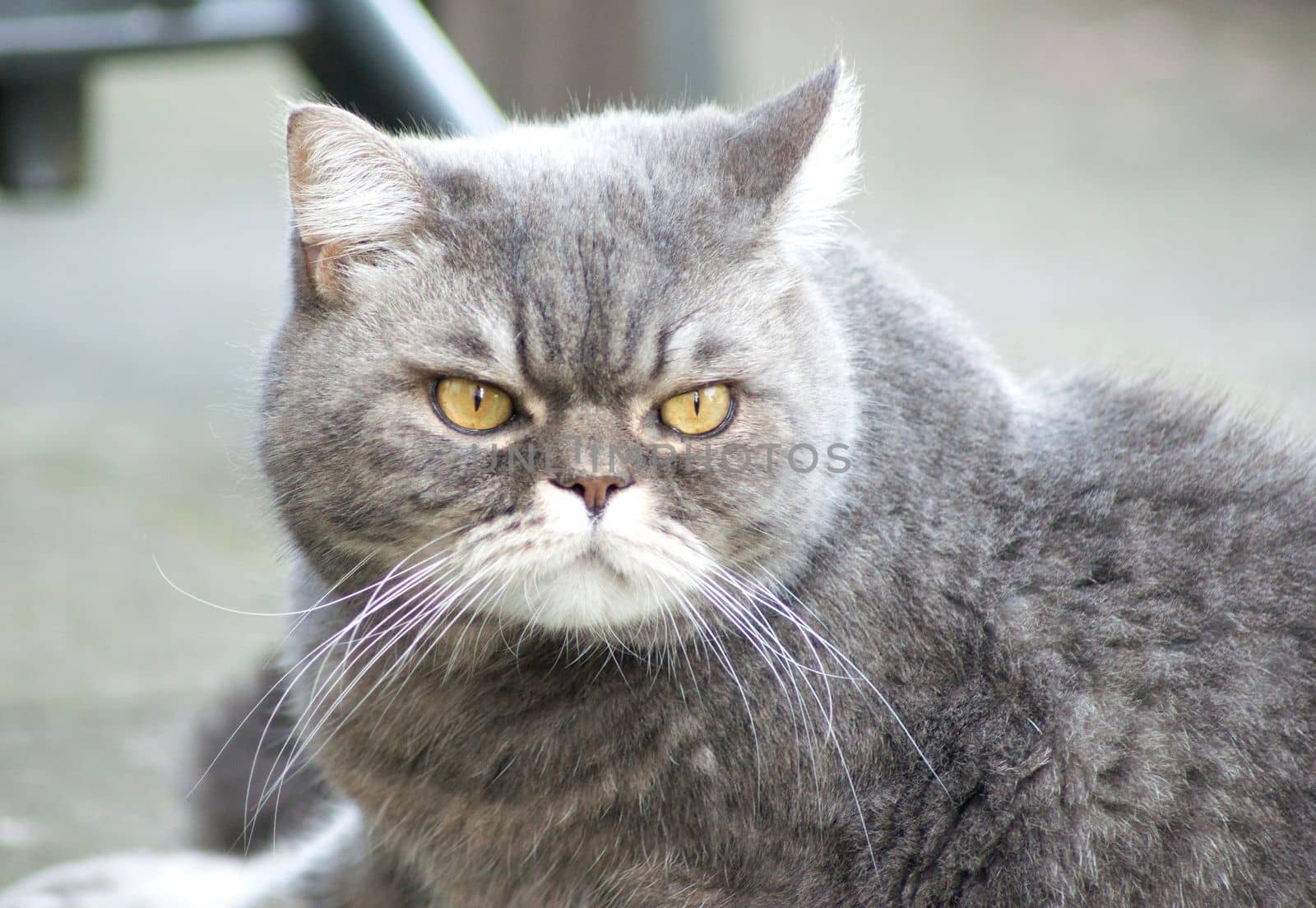 close-up portrait of a sad gray british cat with yellow eyes, favorite pet, High quality photo