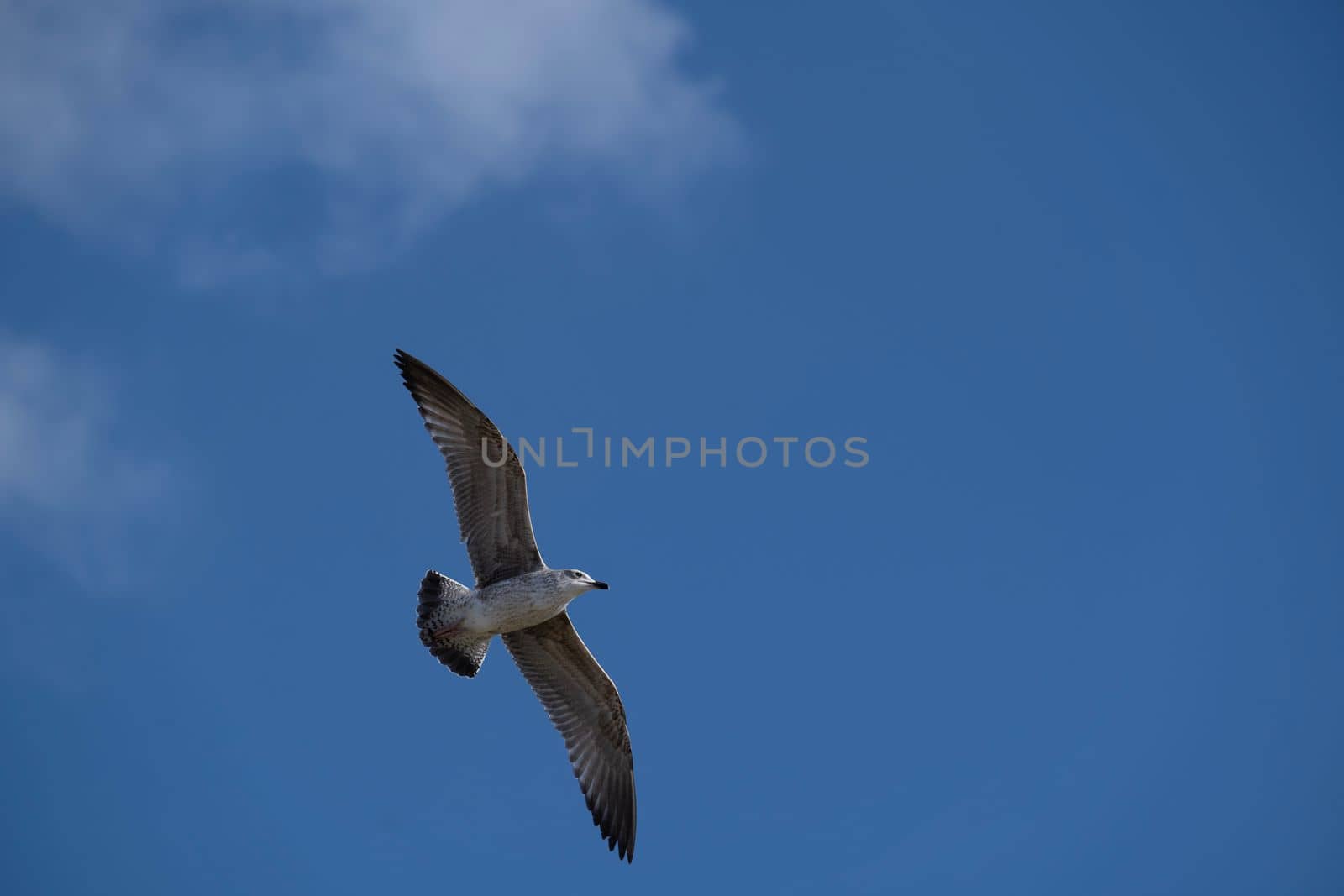 Seagull is flying on the blue sky with some clouds. Clearly show full body, white and black feather texture and wings. Copy space.
