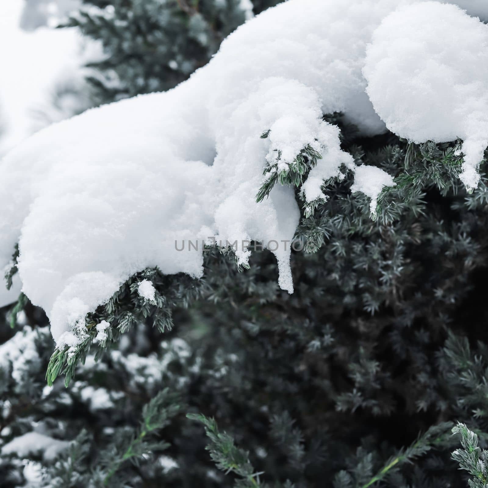 Juniper tree branches are covered in fluffy white snow. Christmas and New Year's Eve Background