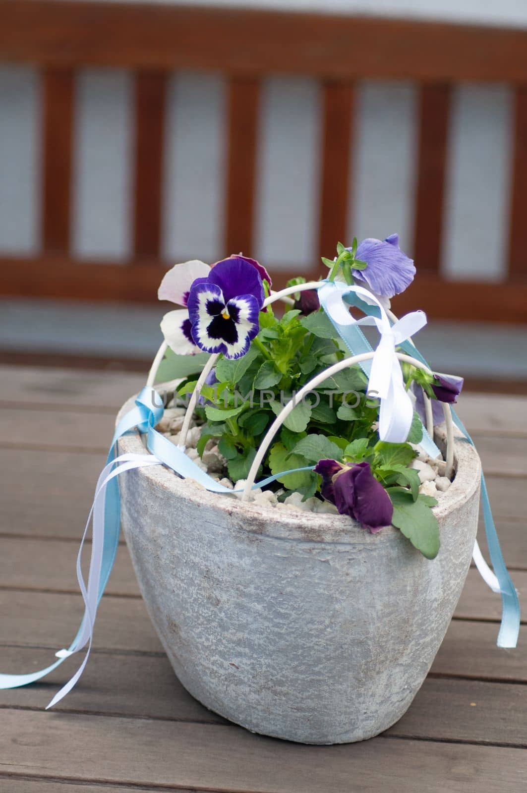 beautiful flower bed bouquet of white pansies in a container with satin ribbons wedding decorations. High quality photo