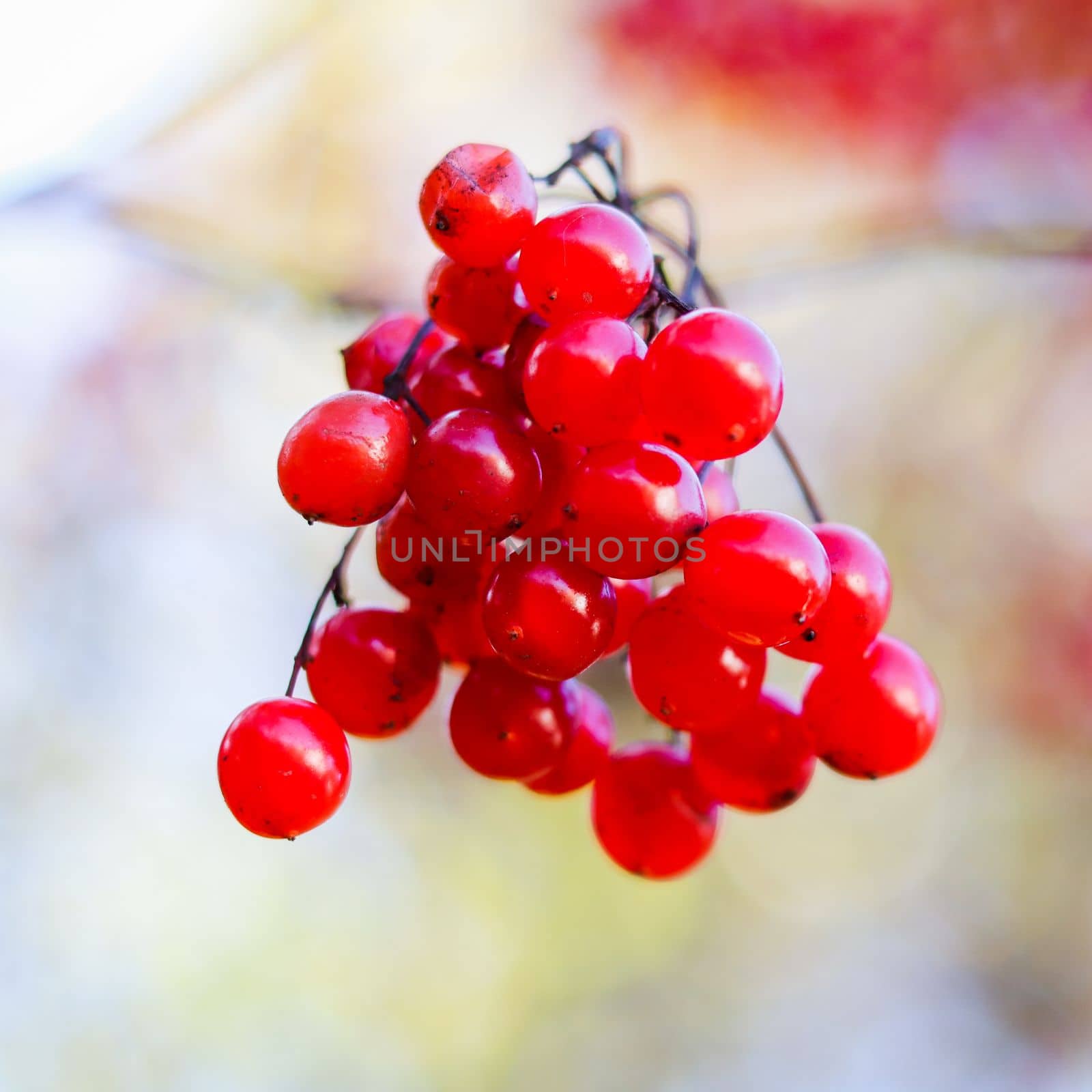 Red viburnum berries on the branches of a bush in the garden. Blurred autumn background