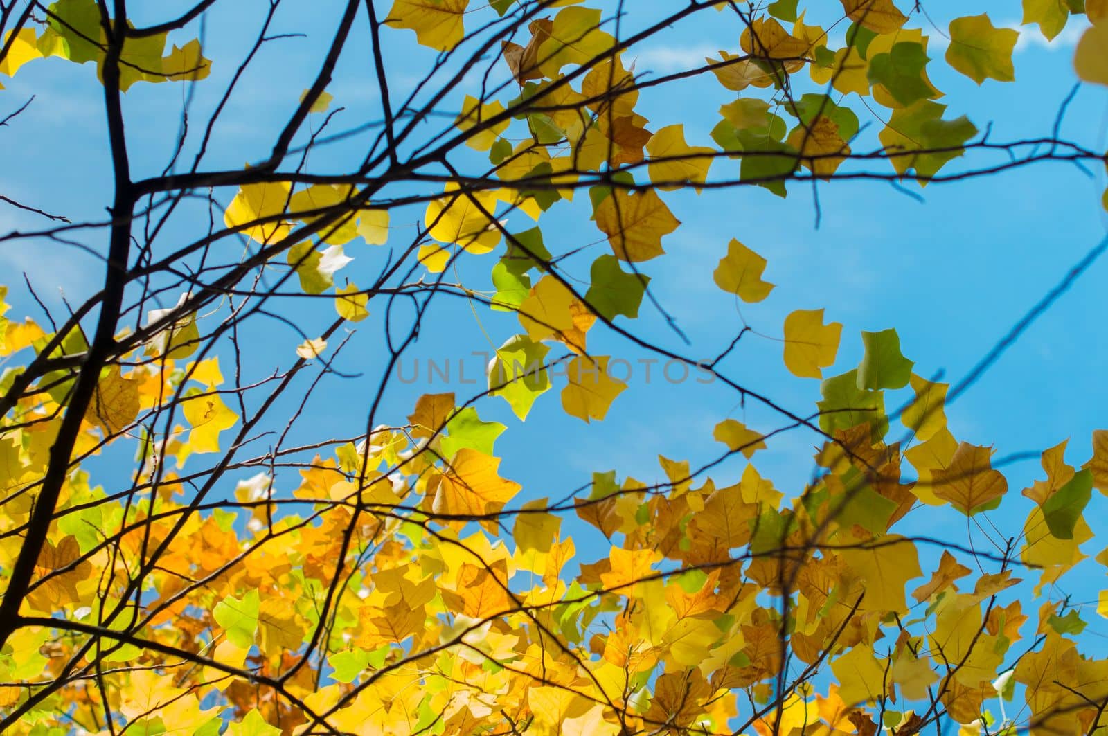 bright yellow leaves against the blue sky, autumn natural leaf fall in october, High quality photo