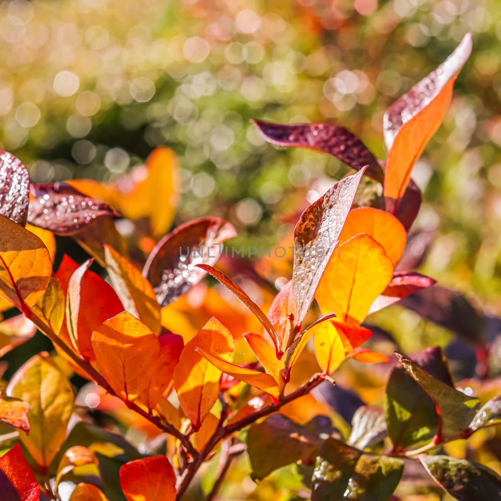 Red and yellow leaves on the branches of a shrub in the garden. Blurred autumn background by Olayola