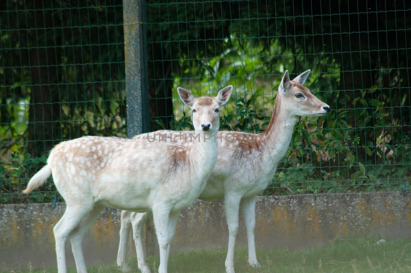 beautiful little beige deer in the zoo,small cattle farm, High quality photo