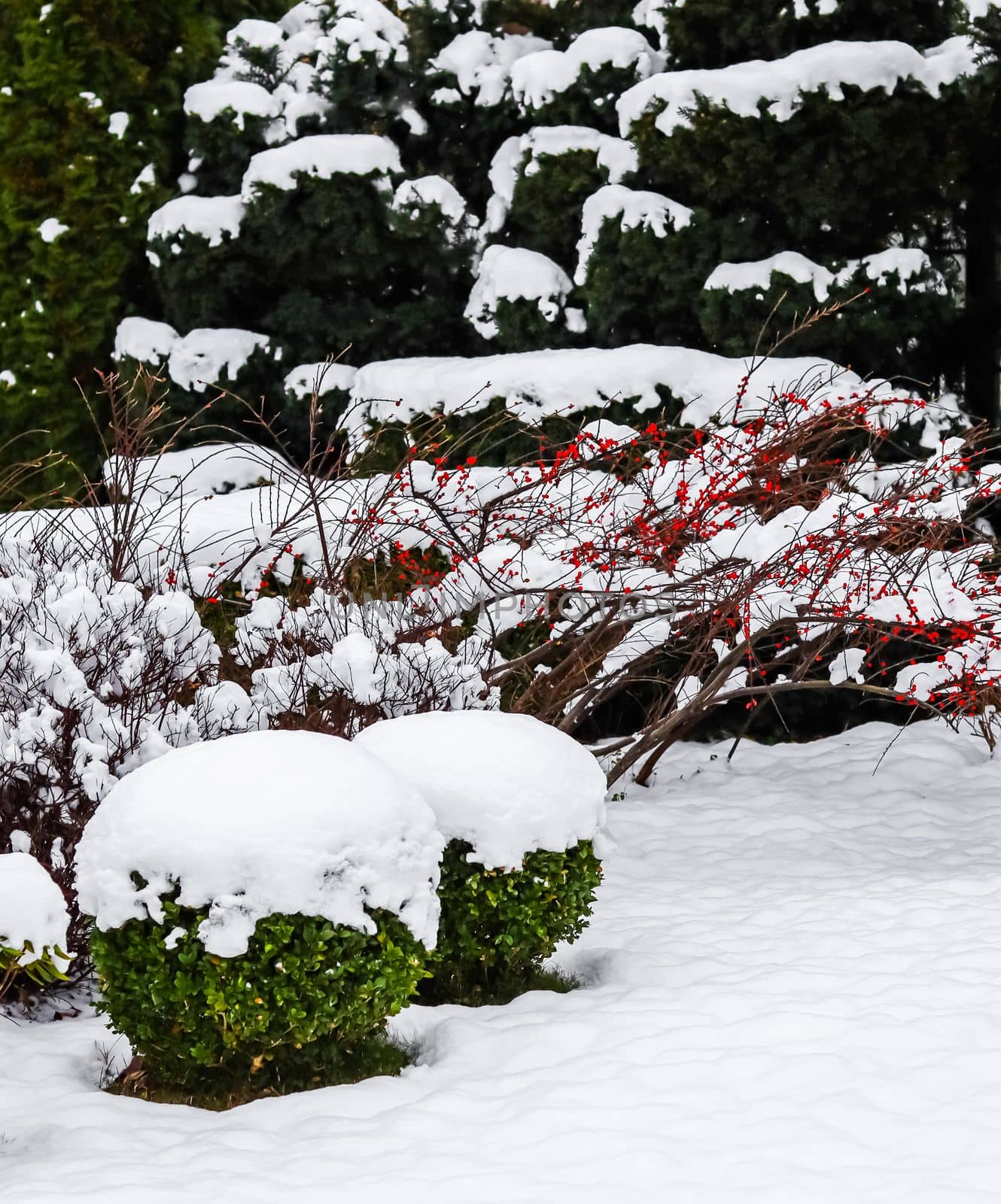 Winter garden with decorative shrubs and shaped yew and boxwood, Buxus, covered with a thick layer of white fluffy snow. Gardening concept.