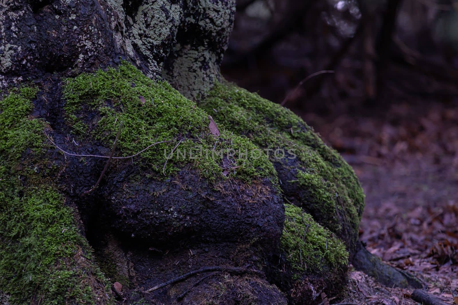 Forest floor in autumn. Green moss growing on tree roots