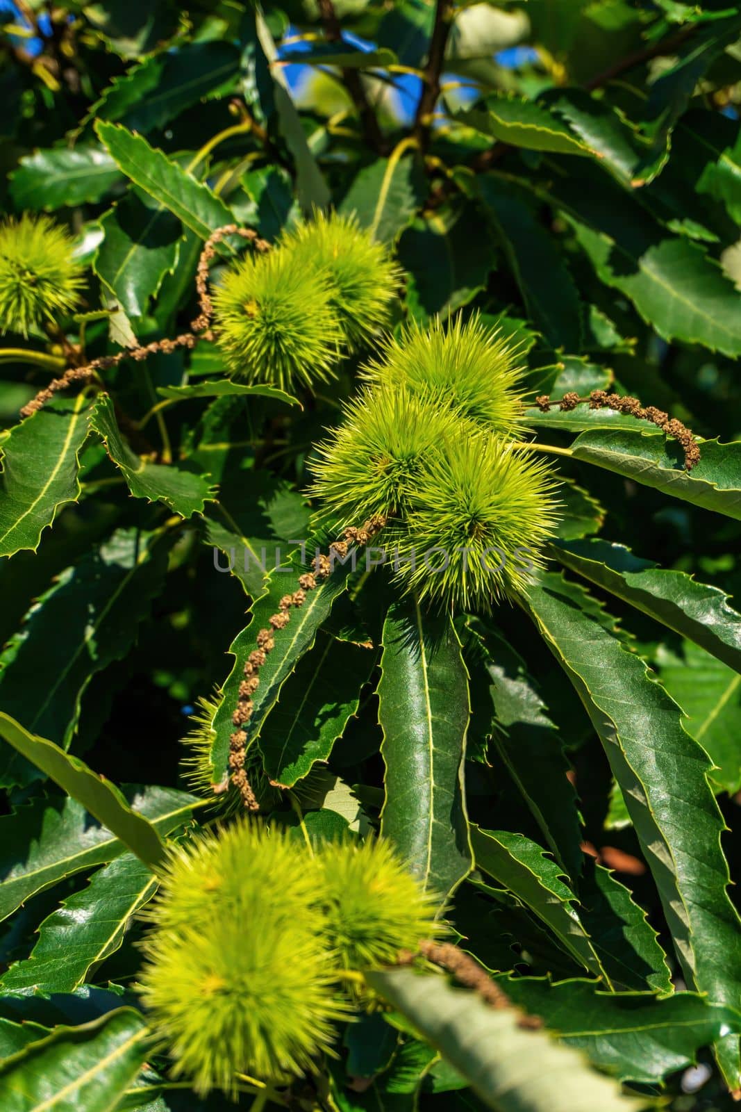 Branches of sweet edible chestnut with green cupules on a sunny day