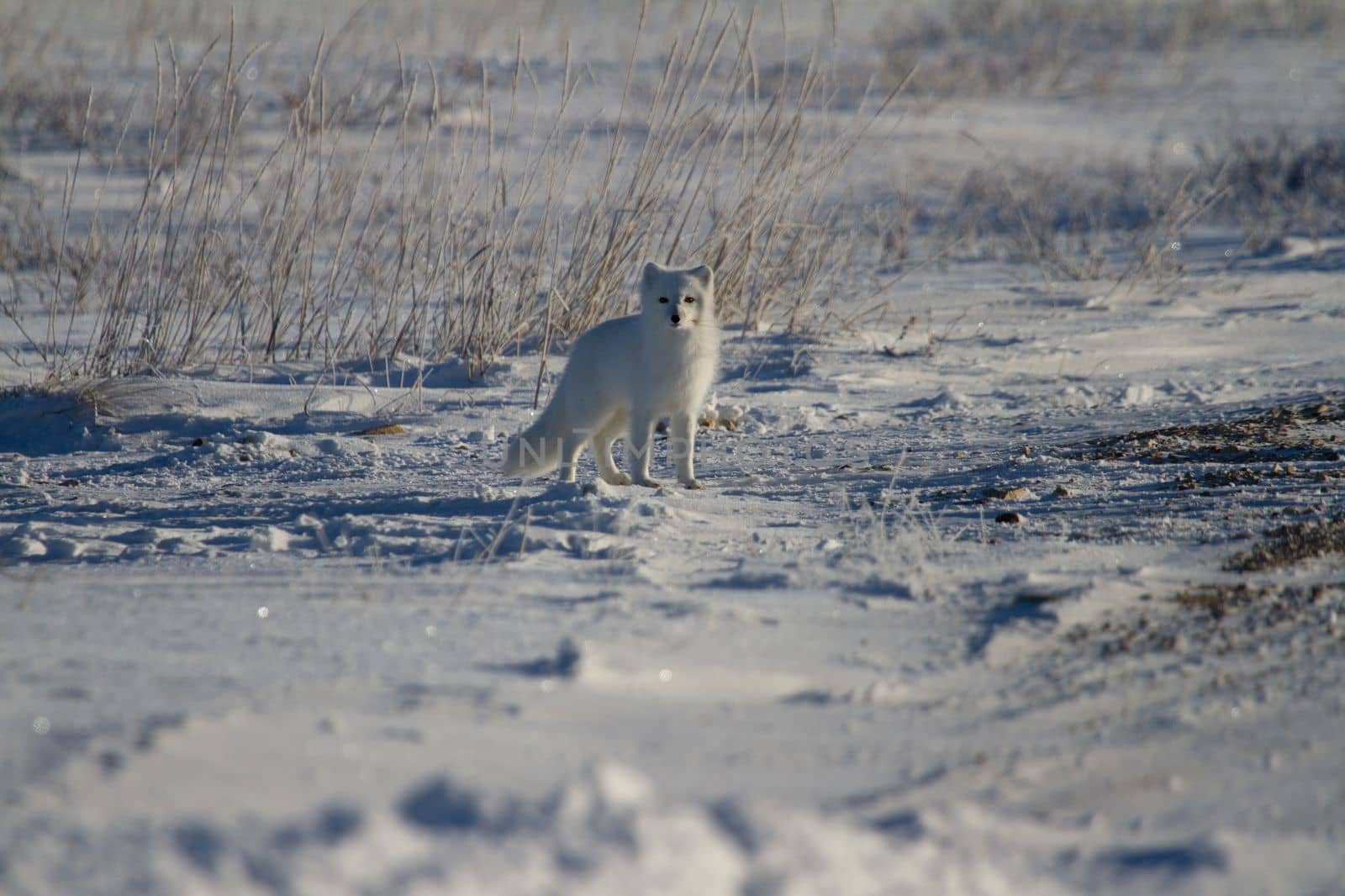 Arctic fox or Vulpes Lagopus in white winter coat with grass in the background looking at the camera by Granchinho