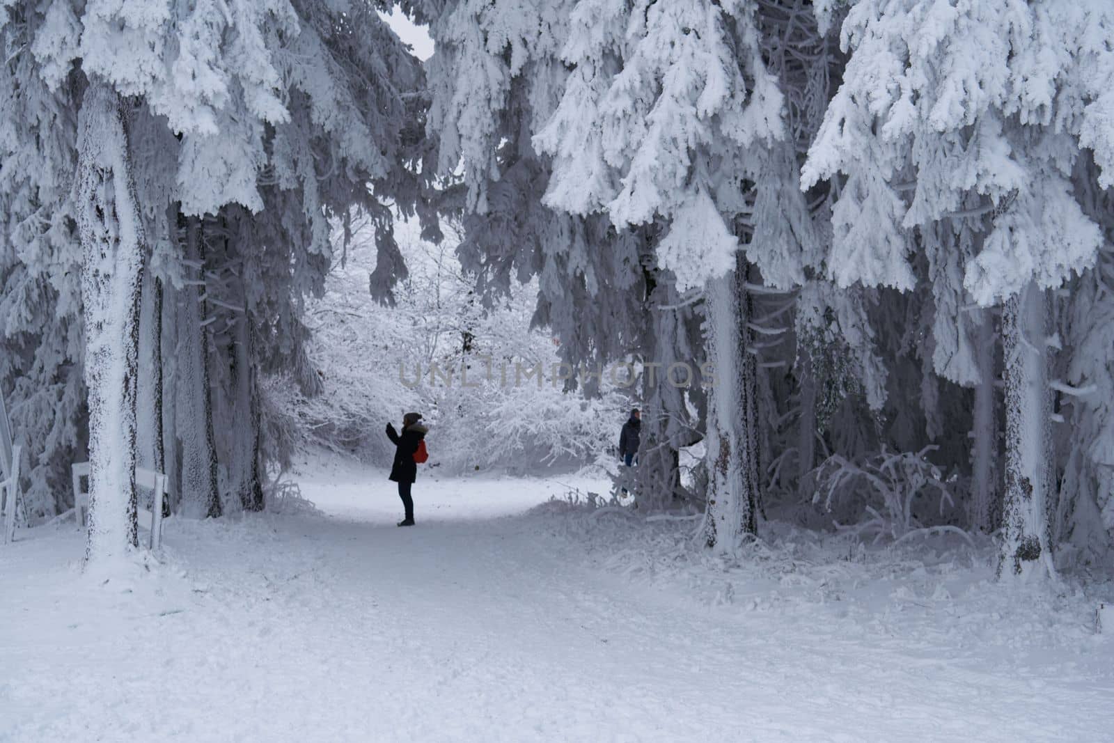 The tineger girl in ski suite with her father goes on the trail. On the lawn covered with snow the nice trees are standing poured with snowflakes in frosty winter morning. Dreamy firs in the enchanted forest. Back view. High quality photo