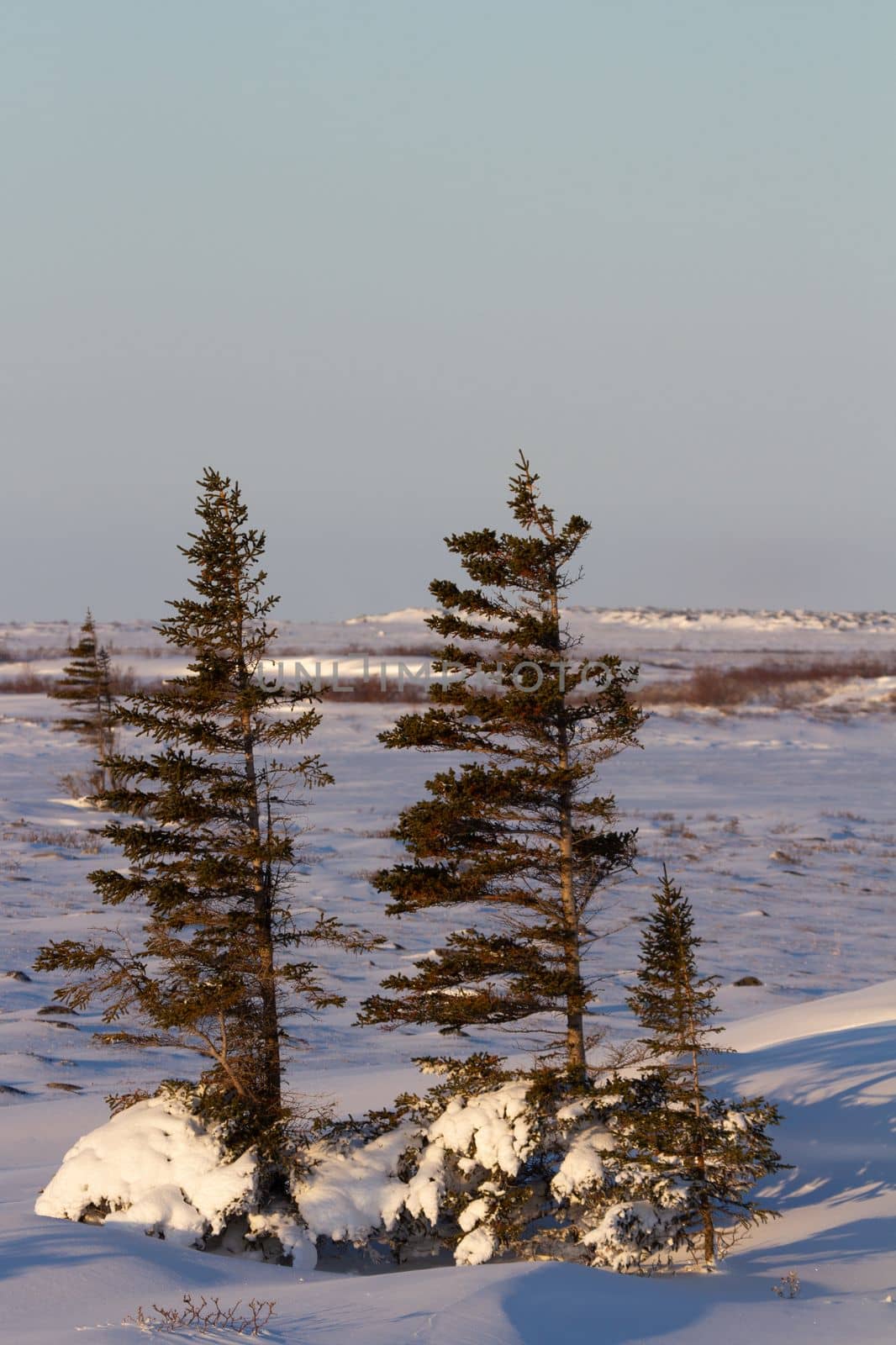 A few lonely white spruce trees, Picea glauca, standing in snow in the tundra with the needles and branches stripped off the windward face, near Churchill, Manitoba, Canada