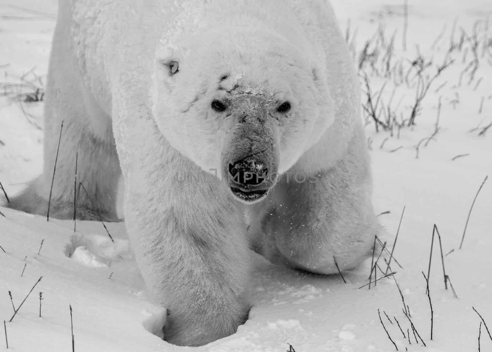 Closeup of a polar bear or ursus maritumus in black and white, near Churchill, Manitoba Canada by Granchinho