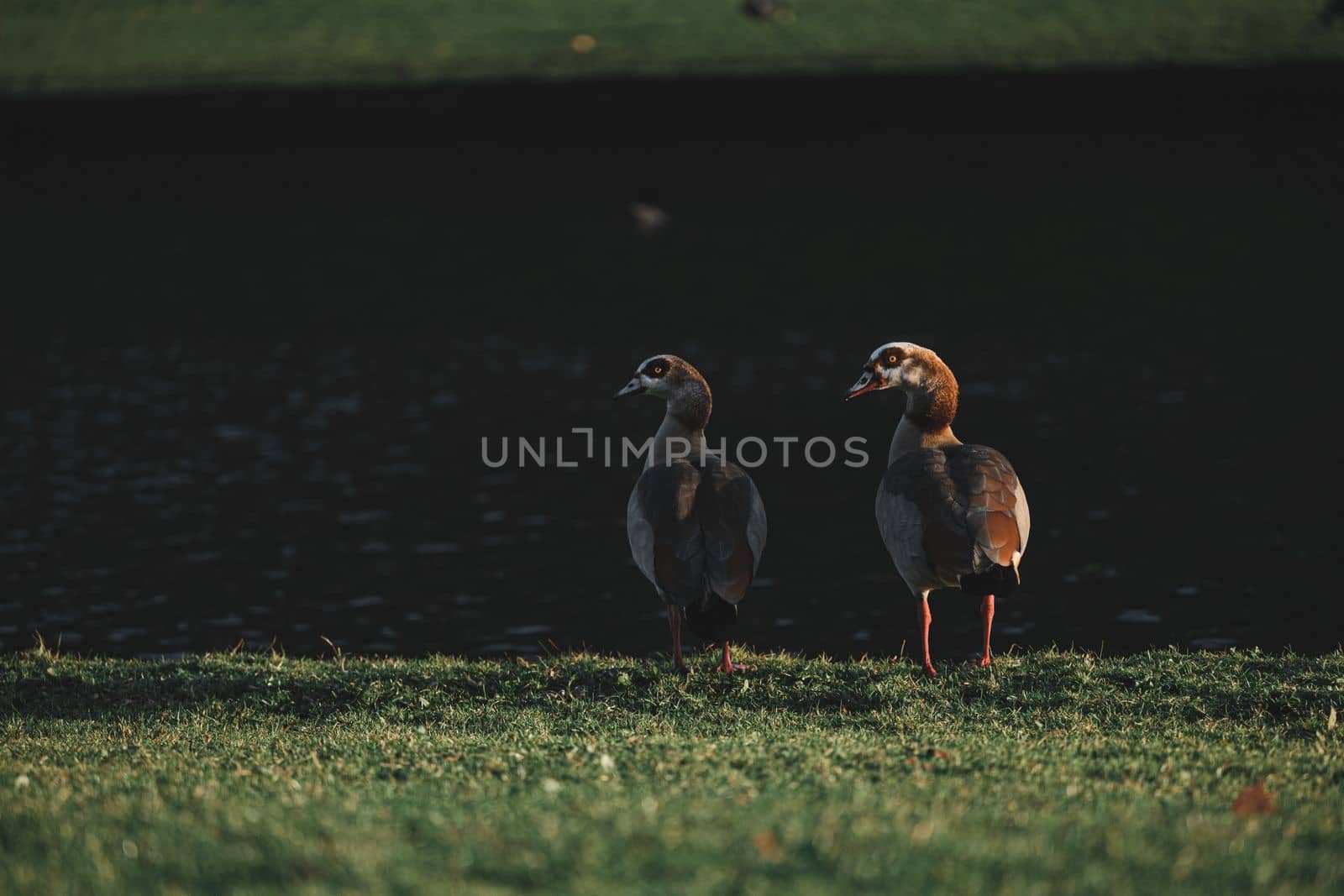 Couple of geese standing near the lake in the park. Family of Egyptian geese