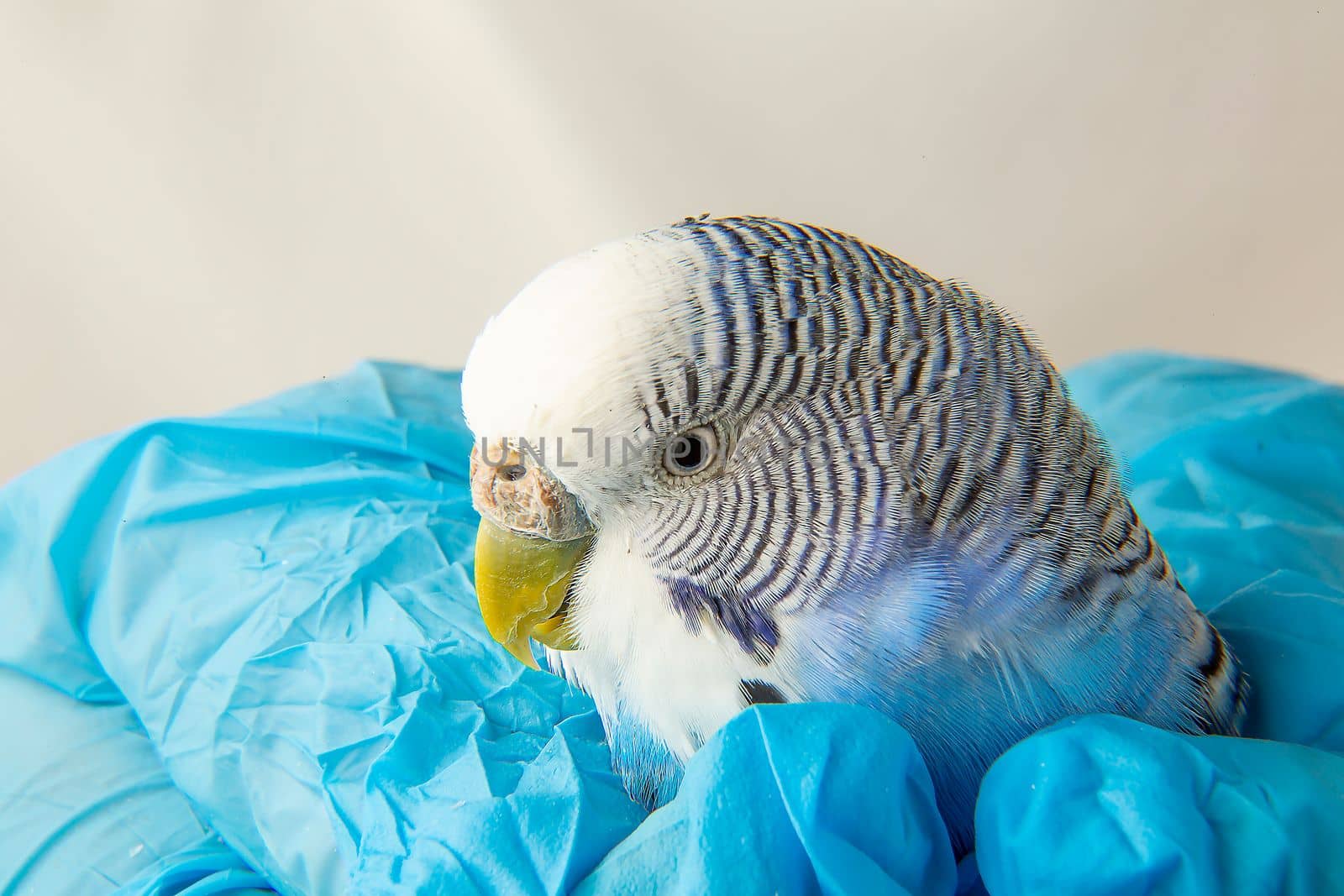 The veteran's hands are holding a sick budgie. Portrait of an unhealthy bird. The parrot's face.