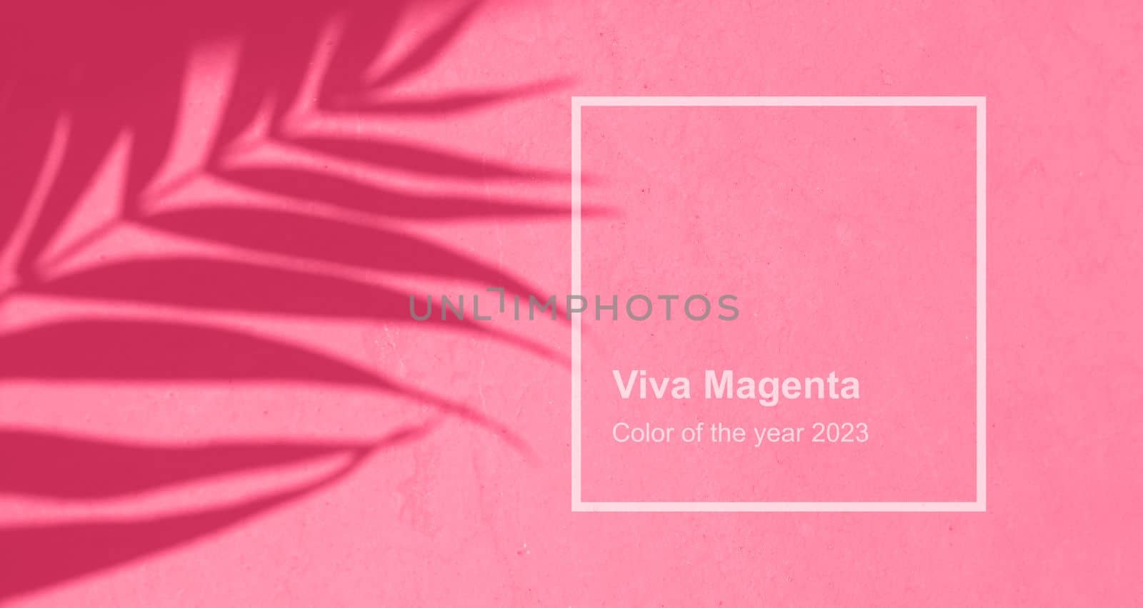 Shadow leaf dypsis on Viva Magenta color wall. Viva Magenta Pantone color of the year 2023. Monochrome background. High quality photo