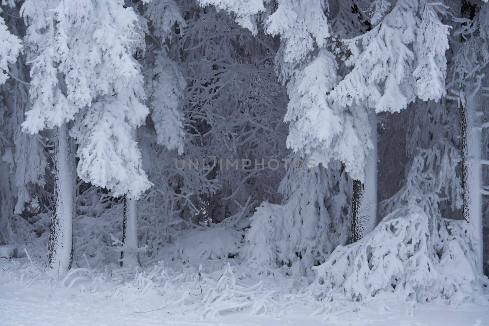 Winter landscape in the woods on Wasserkuppe in Rhoen, Hesse, Germany, stream and waterfall in the snow, tall and big pines and snowy firs, all covered with snow and ice.Icy trees with almost fake geometric shapes.Snowflakes and snow flower by Costin
