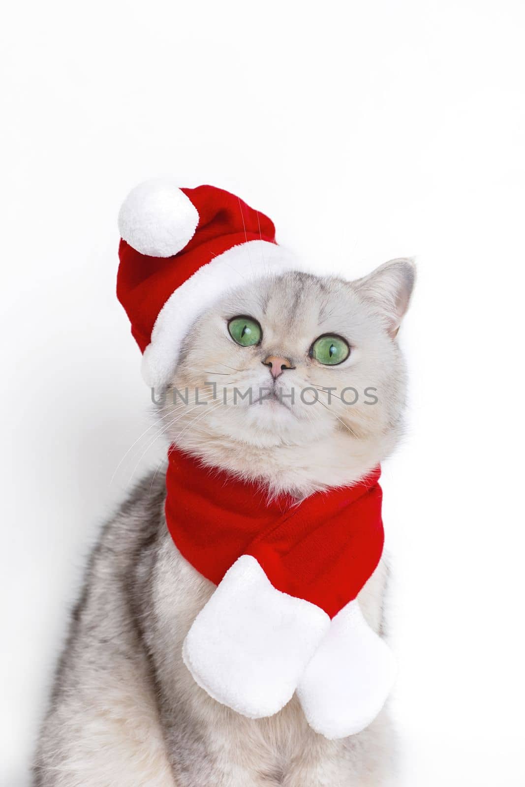 Portrait of a cute white cat, in the red cap of Santa Claus and red scarf isolated on white background. Vertical