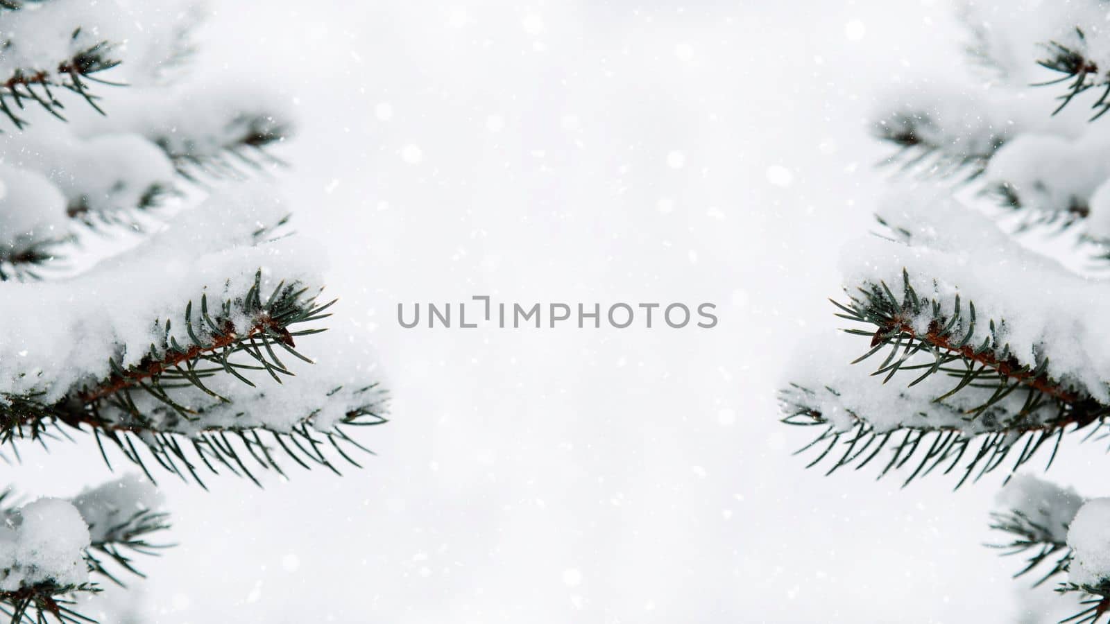 Winter background. Branches of trees in the snow close-up. Snowfall, snowflakes. Pine branches in the snow. Copy space. Template for winter, holiday, New Year, Christmas greetings.
