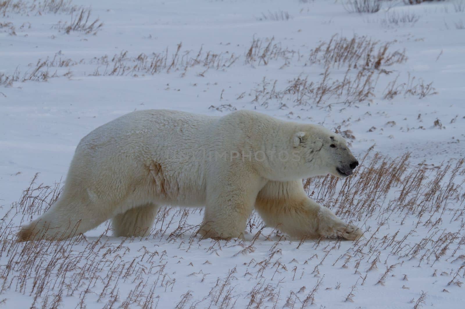 Polar bear or Ursus maritimus walking along on snow in low light, near Churchill, Manitoba Canada