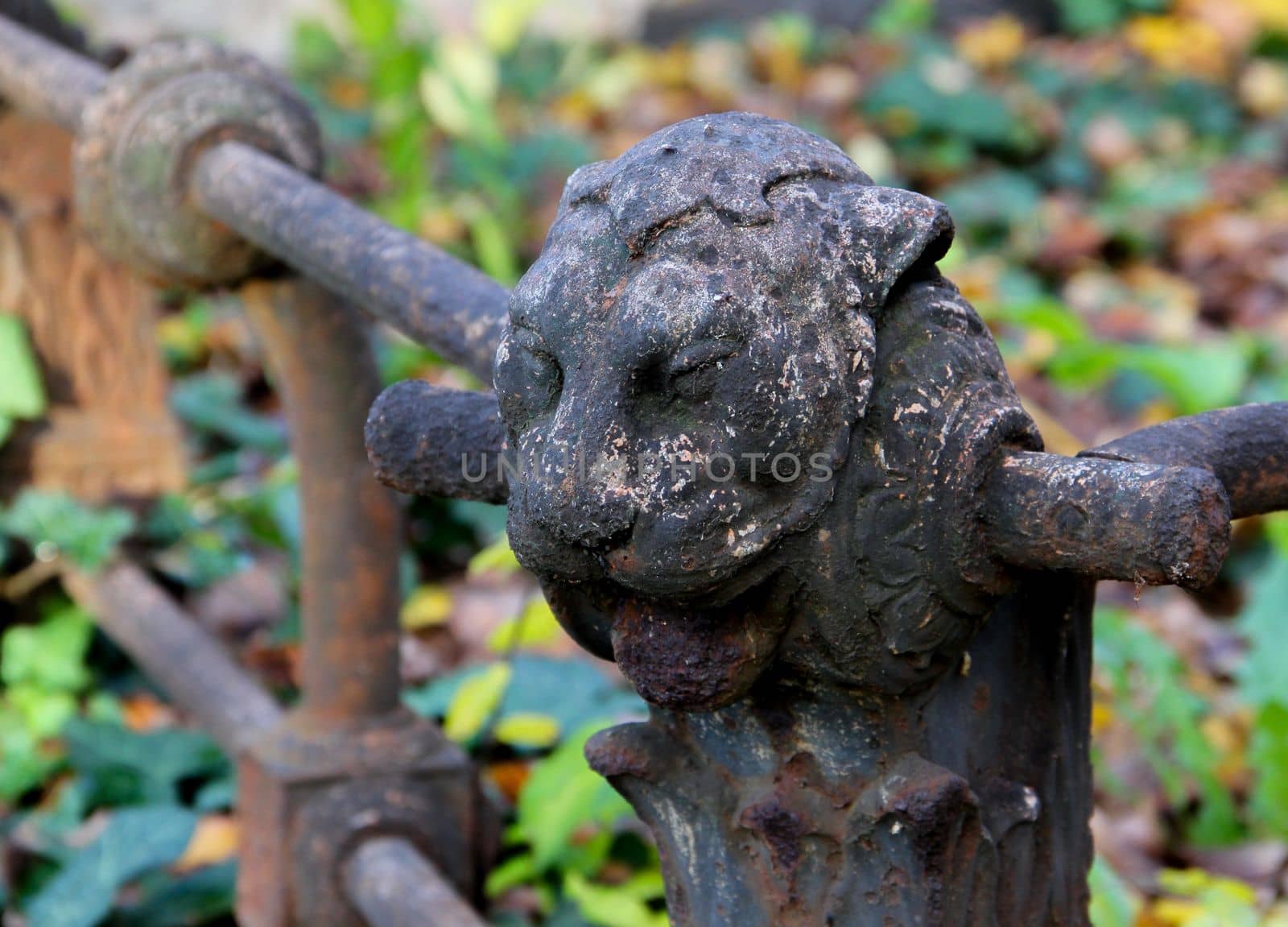 Eroded weathered gray fence lion head ornament. High quality photo